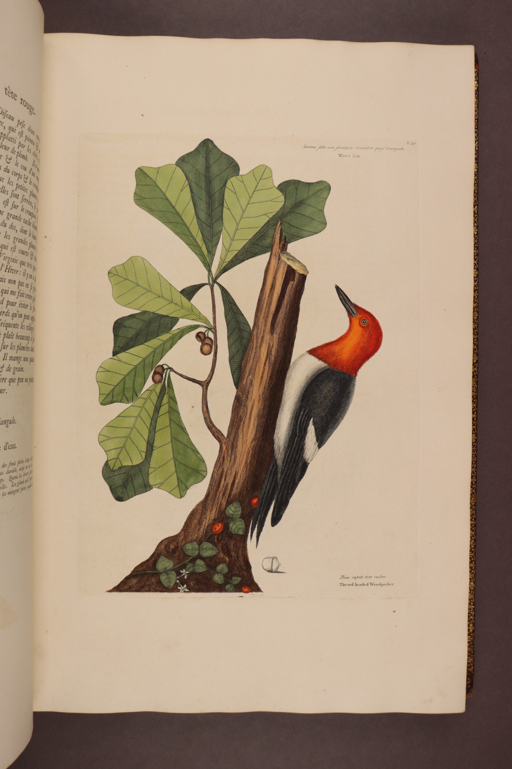 Plate 20